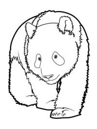 pandacorn coloring page 1001coloringcom