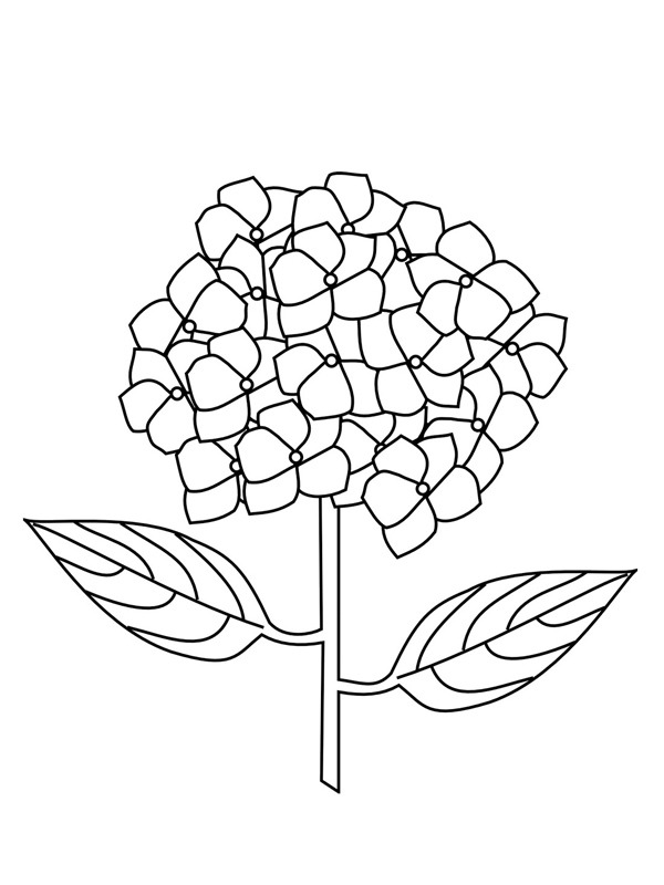 Hydrangea Coloring Page | 1001coloring.com